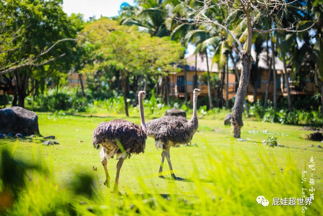 一天之内连开两条国际航线成都直飞非洲大陆往返1450元啦!