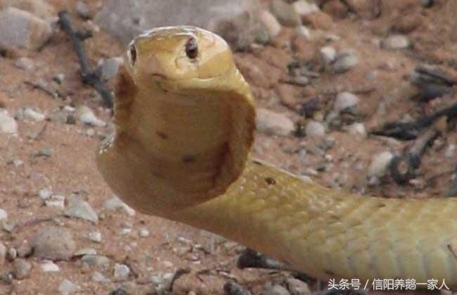 被眼镜蛇咬了怎么办视频,被眼镜蛇咬了怎么办急救