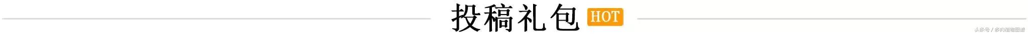 肉锥蜕皮要注意什么,蜕皮期的肉锥怎么服盆