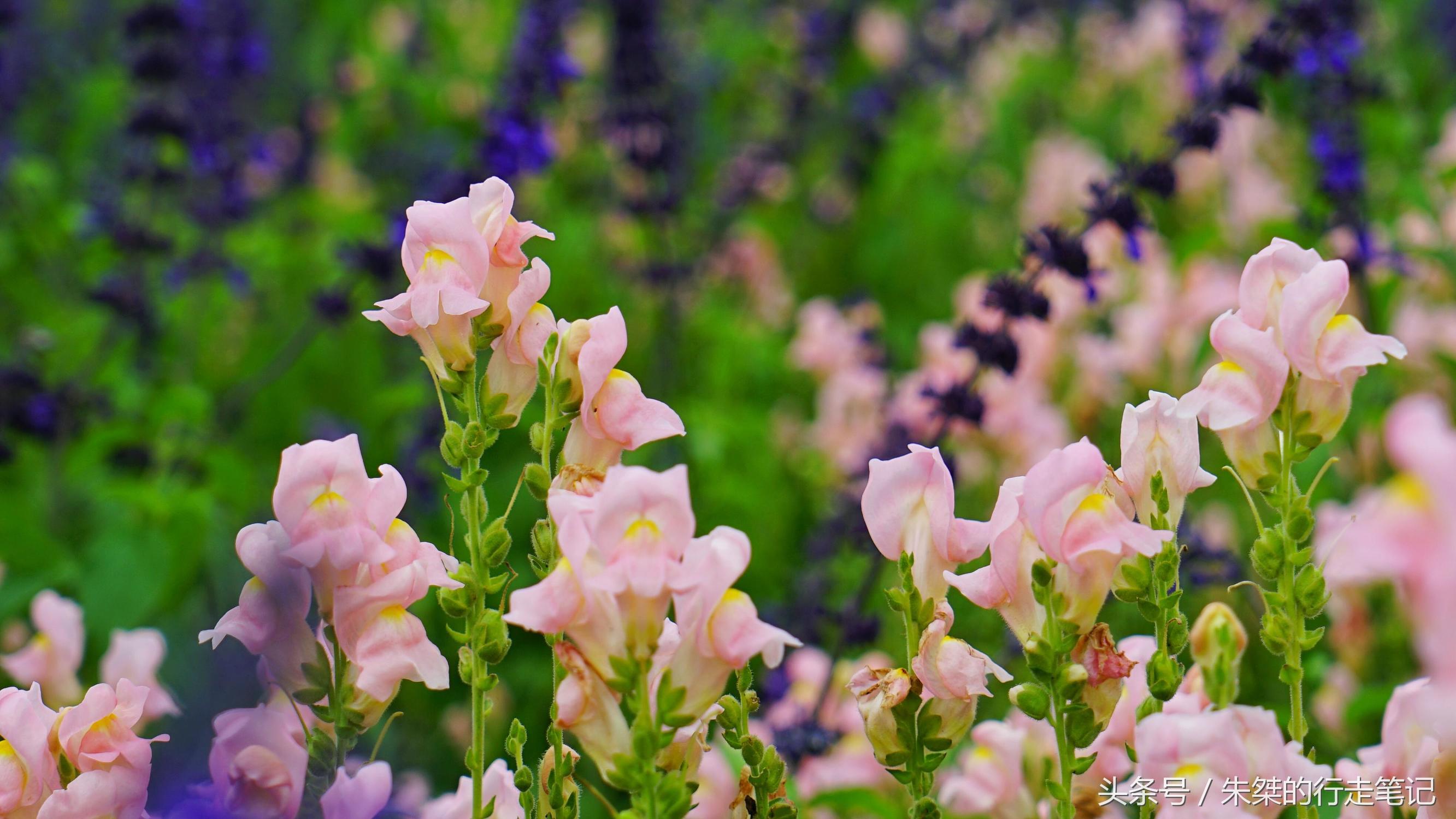黄姚花海已经荒成草海,黄姚花海景区