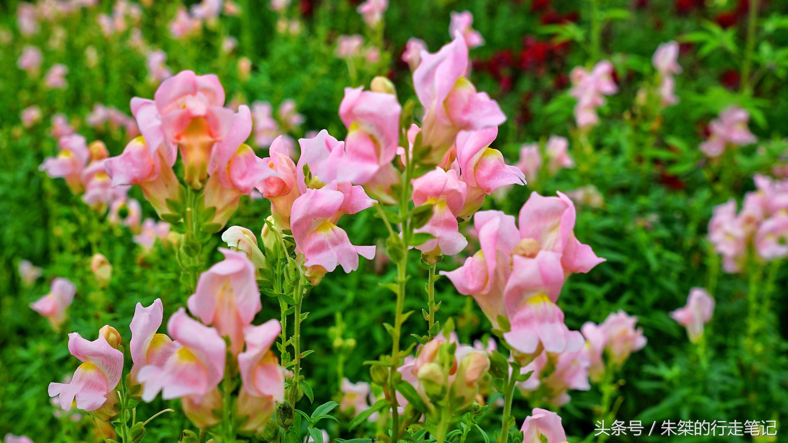 黄姚花海已经荒成草海,黄姚花海景区