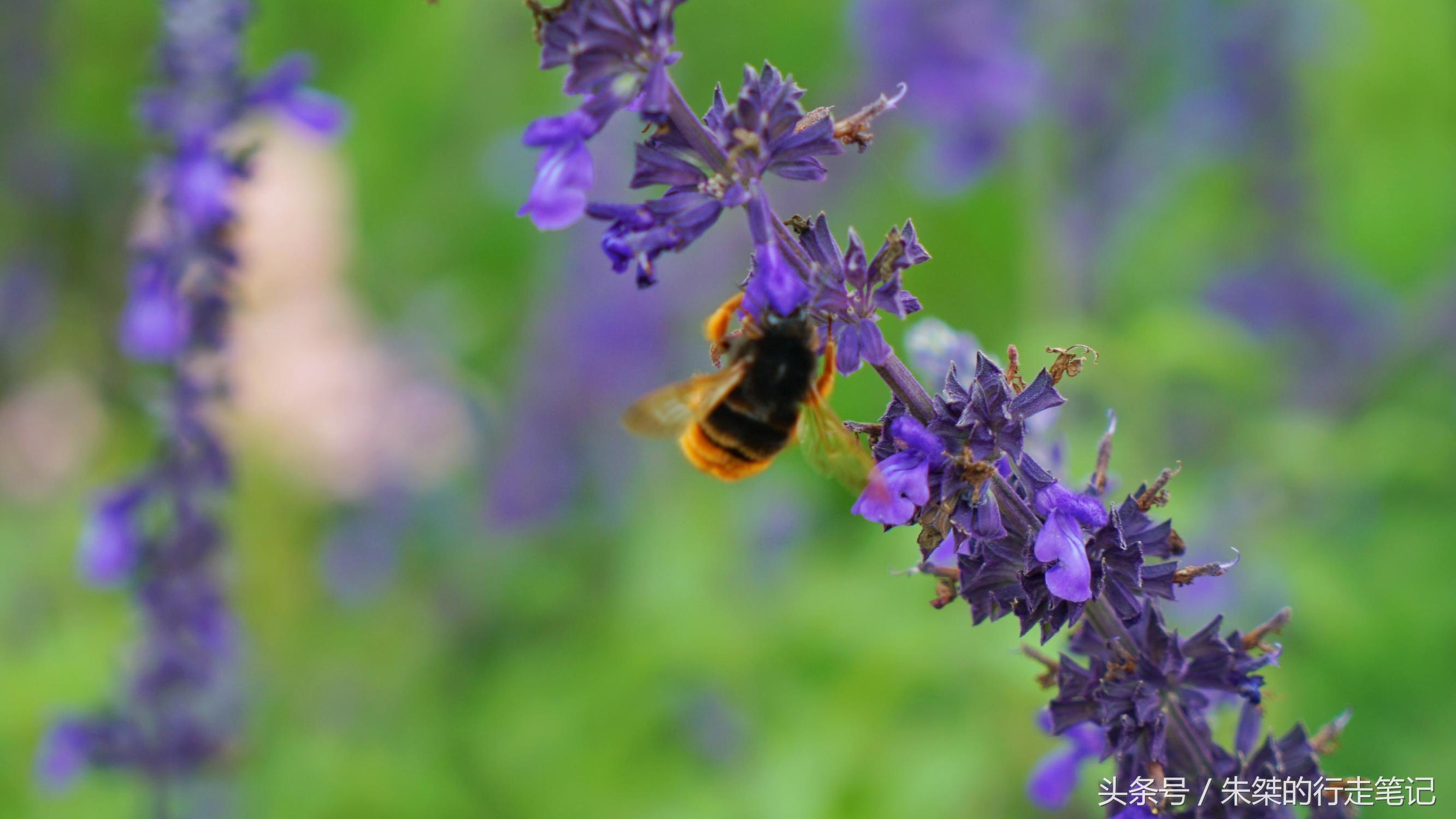 黄姚花海已经荒成草海,黄姚花海景区