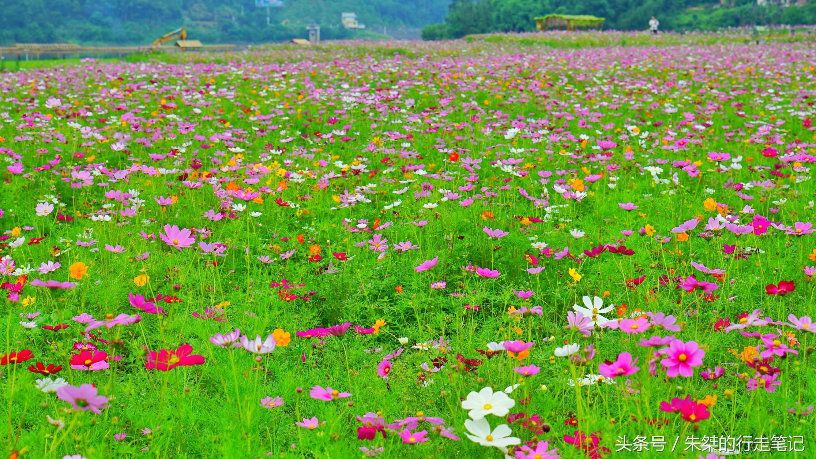 黄姚花海已经荒成草海,黄姚花海景区