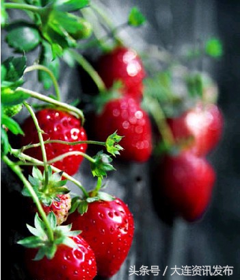 金普新区消费季,金普新区草莓节在哪里