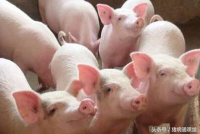 猪赖皮是什么原因引起的,猪严重癞皮怎么治