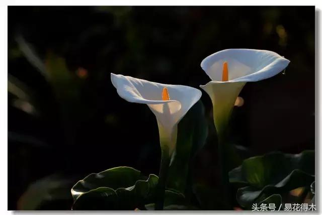 如何才能让马蹄莲复花,马蹄莲什么时候休眠什么时候开花