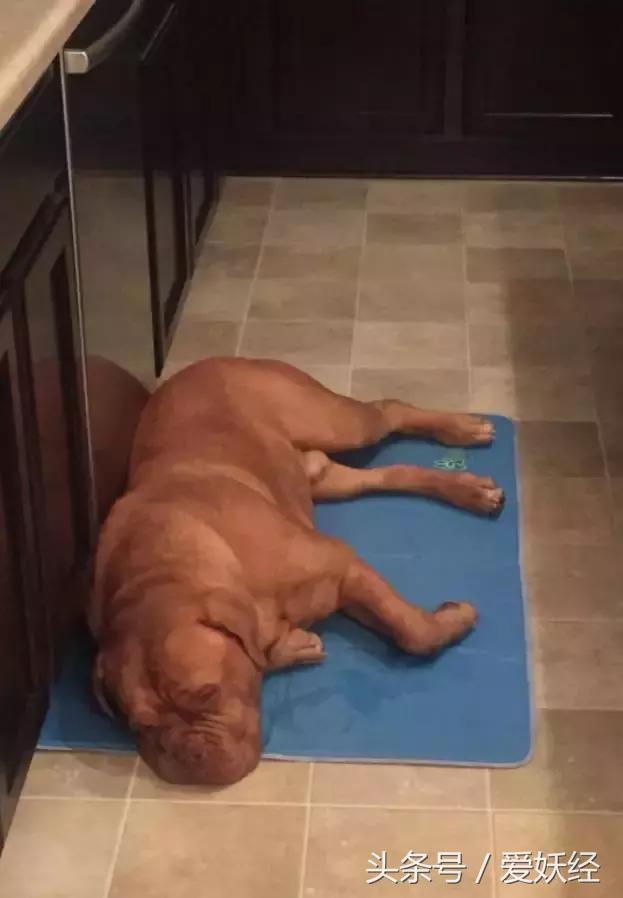 狗狗水床,爱妖经