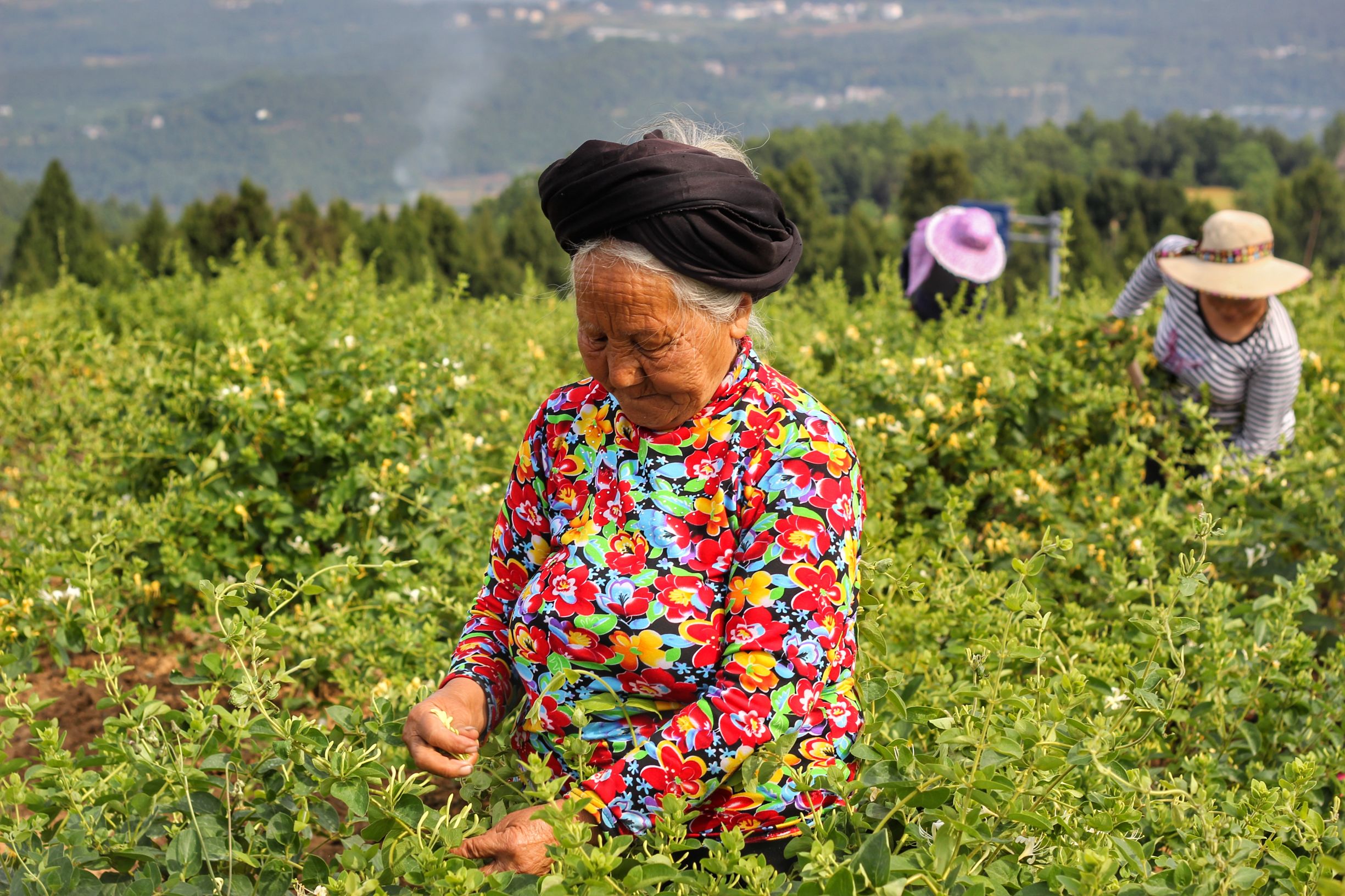 女皇故里英语怎么说,女皇故里文化内涵是什么