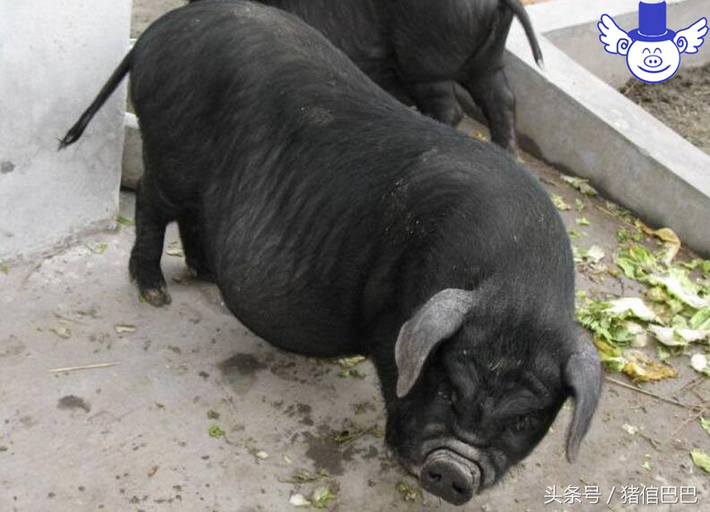 养猪技术一招教你辨别猪病,养猪必须知道猪的七大习性