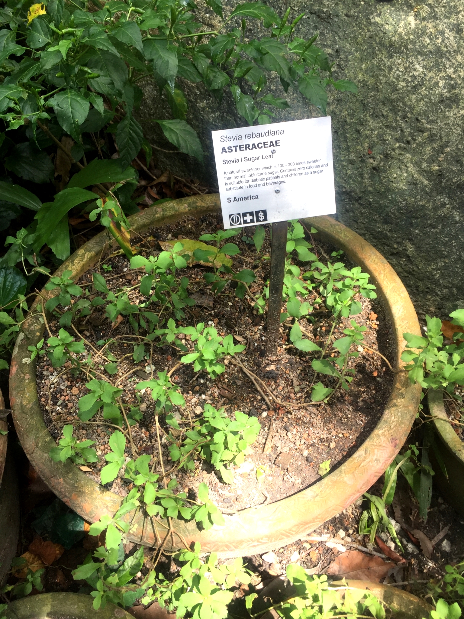 世界美食天堂槟城,24小时吃遍槟城