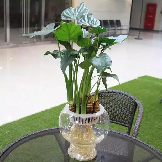 姘村煿鐜夋爲妞嶇墿,鐩嗘牻鐨勯搧鏍戝彲浠ユ按鍩瑰悧