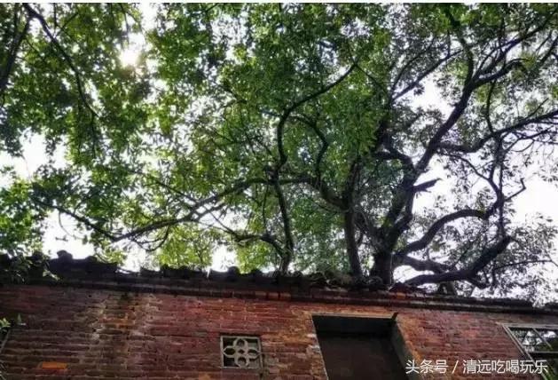 英德沙口的老乡，你们记忆中的家乡是不是这样的？