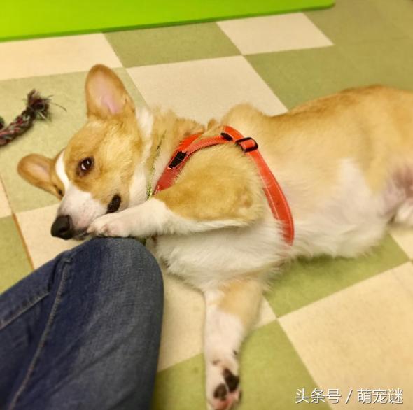 柯基犬体臭怎么处理,柯基犬体臭吗爱叫吗