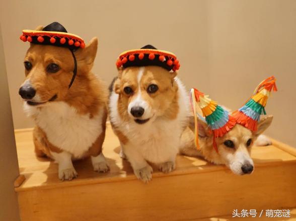 柯基犬体臭怎么处理,柯基犬体臭吗爱叫吗