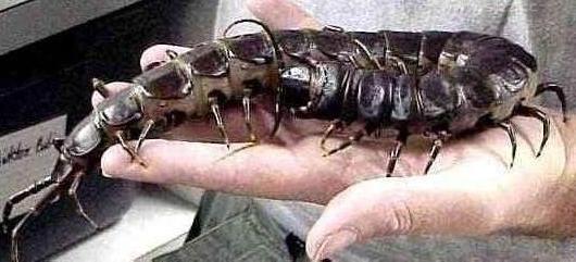 盘点最奇葩的吉尼斯纪录,世界上肾脏最多的人破吉尼斯纪录