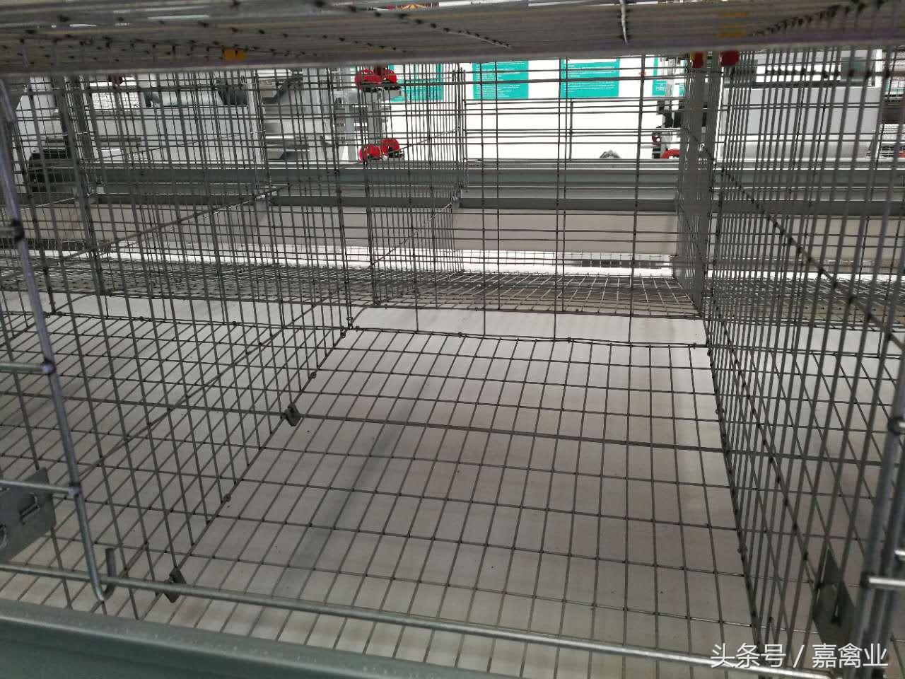 田瑞，温柔了养鸡岁月，雕刻了奋斗时光