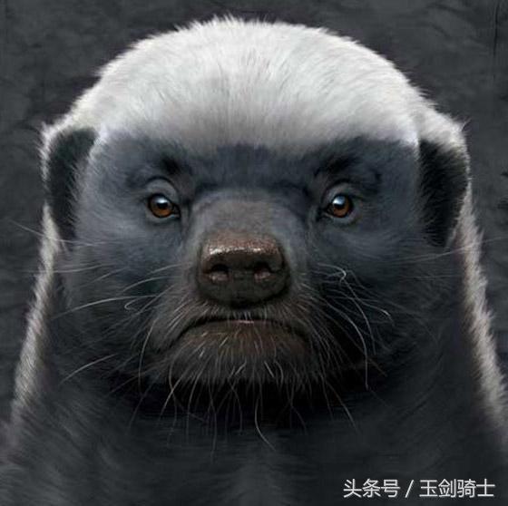 世界上最无畏惧的动物人称平头哥,世界十大凶猛动物平头哥
