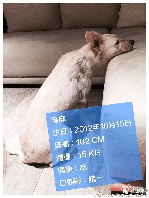 萧敬腾领养狗狗,萧敬腾领养孩子