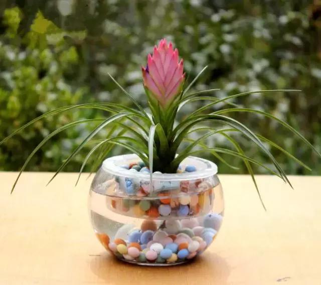 姘村煿鐜夋爲妞嶇墿,鐩嗘牻鐨勯搧鏍戝彲浠ユ按鍩瑰悧