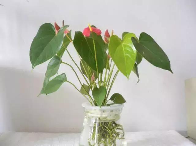 姘村煿鐜夋爲妞嶇墿,鐩嗘牻鐨勯搧鏍戝彲浠ユ按鍩瑰悧