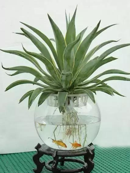 姘村煿鐜夋爲妞嶇墿,鐩嗘牻鐨勯搧鏍戝彲浠ユ按鍩瑰悧