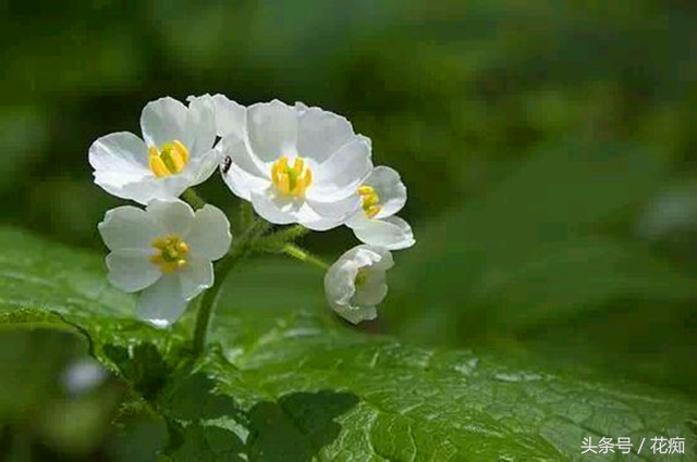 高山荷叶植物,日本山荷叶植物