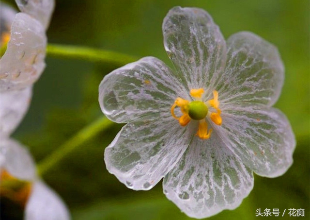 高山荷叶植物,日本山荷叶植物