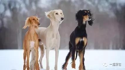 宠知识|倡议领养代替购买