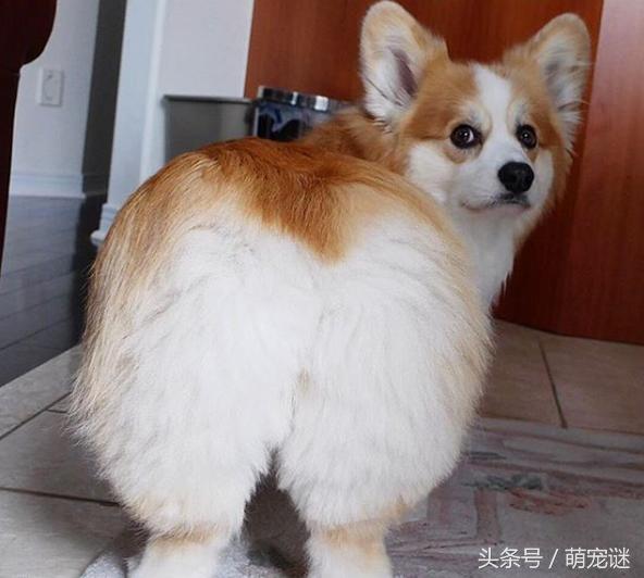 柯基犬体臭怎么处理,柯基犬体臭吗爱叫吗