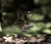 大爷打牌顶石头,大爷扛砖打牌原视频国外