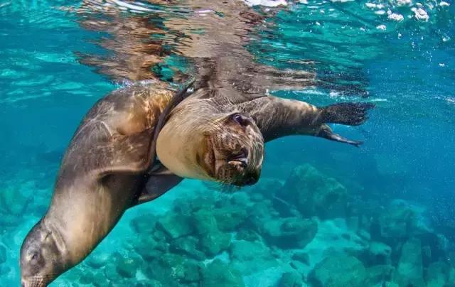 卖萌简直不能忍，它才是网红界NO.1