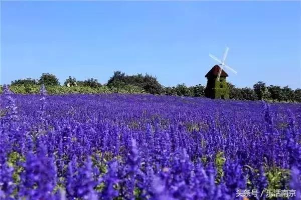 南京是一座很美的城市,南京最让人震撼的城市