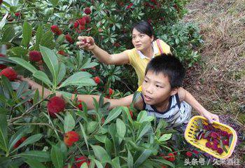 杨梅酒制作与功效的描写,杨梅酒的制作配料