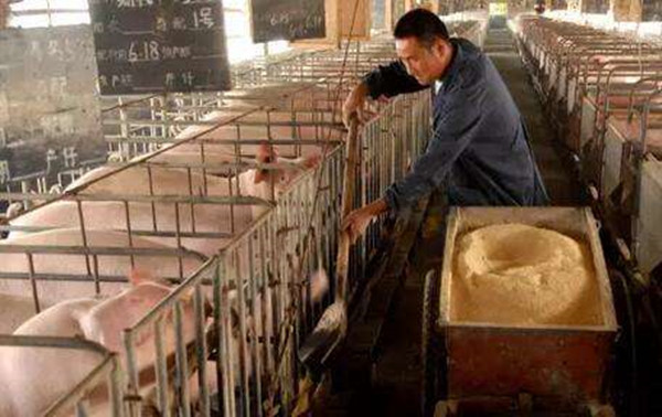 为什么发霉的玉米很危险,发霉的玉米还有用吗