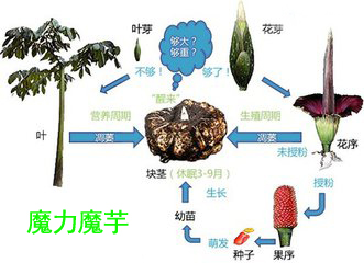 魔芋最佳生长气候,挖的魔芋自然环境下多长时间变干