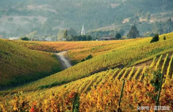 哪款智利红酒好喝性价比高,智利红酒最好的是哪种