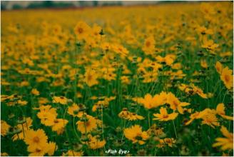 我爱你绝不像攀援的凌霄花,我喜欢你绝不像攀援的凌霄花