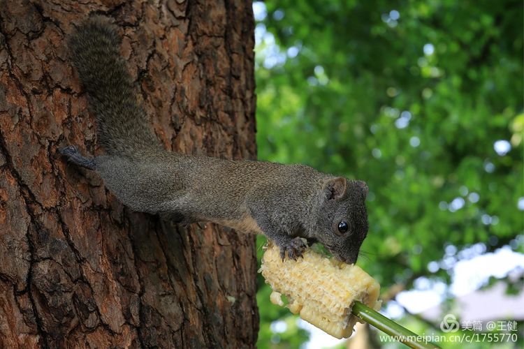 璇楃敾姹熷崡鎷嶆憚鏃堕棿,璇楃敾姹熷崡缁樼敾鍒涗綔