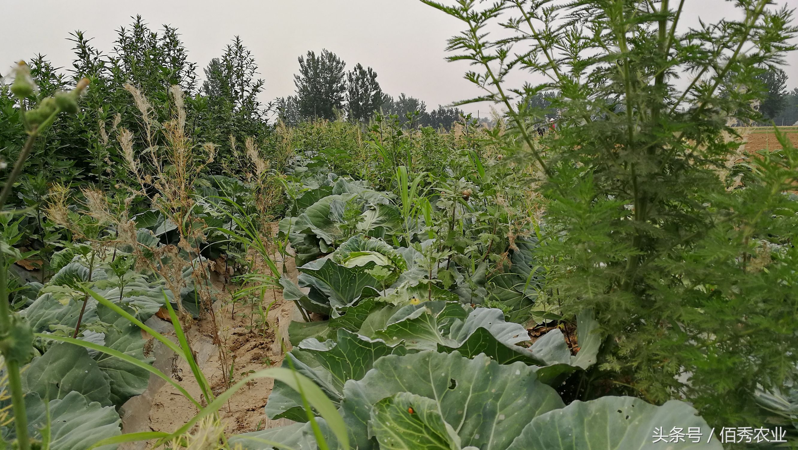 农民蔬菜销路如何解决,蔬菜卖不掉问题出在哪里