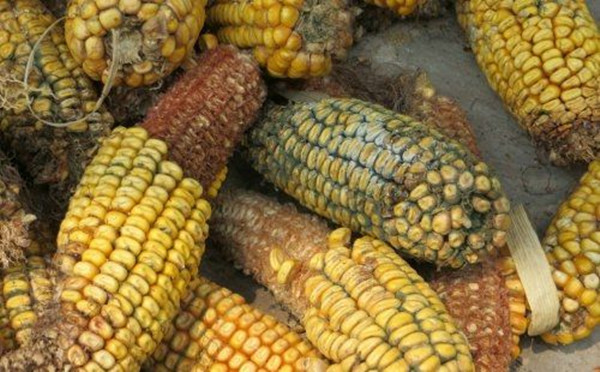 为什么发霉的玉米很危险,发霉的玉米还有用吗