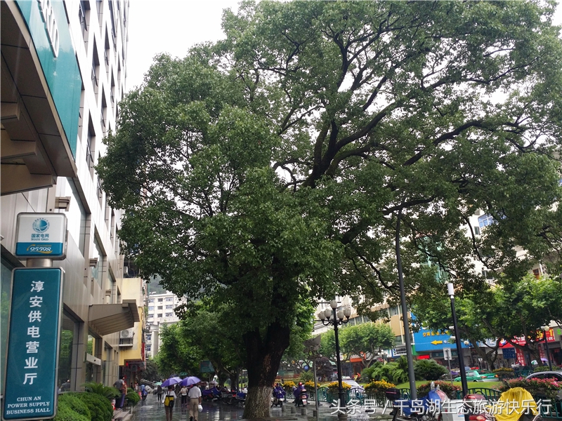 千岛湖人真有福!免费享受573km²的天然绿色游泳场(原创)