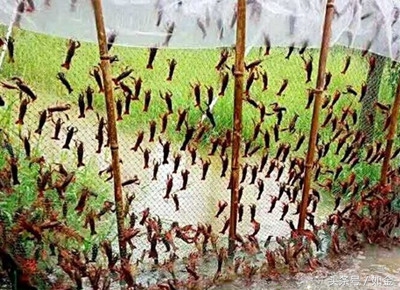 小龙虾养殖技术方法及注意事项,湖北养殖小龙虾有利的自然条件