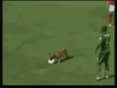 闯入足球场的动物,闯入者外国版叫什么