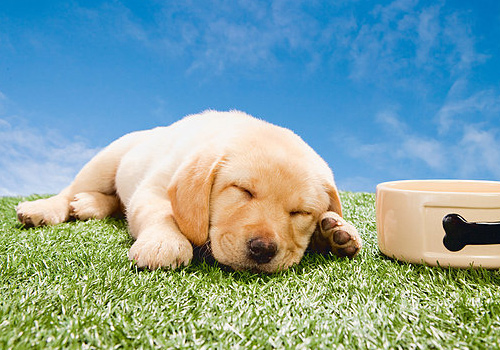 狗狗到家第一天没拉稀第二天拉稀,小狗有时候拉稀有时候不拉稀