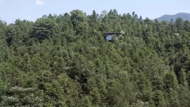 他们把3栋绝美树屋藏进了世外桃源里，用设计让你回归自然
