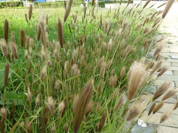 珠海几种常见的花,适合广东地区的观赏植物