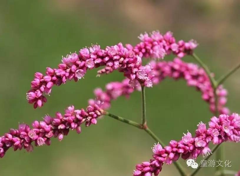 珠海几种常见的花,适合广东地区的观赏植物