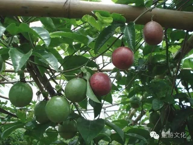珠海几种常见的花,适合广东地区的观赏植物