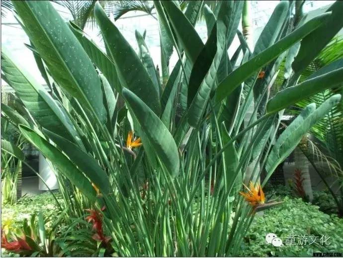 珠海几种常见的花,适合广东地区的观赏植物