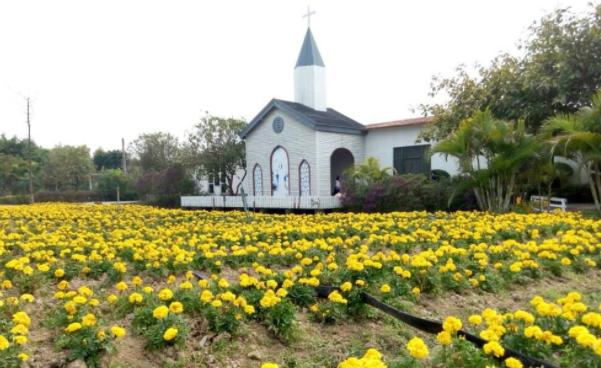 广州薰衣草公园,广州附近哪里有薰衣草看